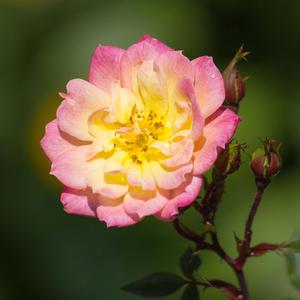 THE HOLLY AND THE ROSE