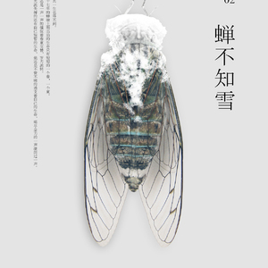 蝉不知雪
