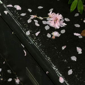 仙逆(咒云大长老)