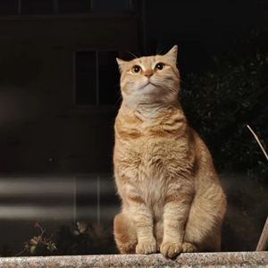 如果爱忘了cover 戚薇