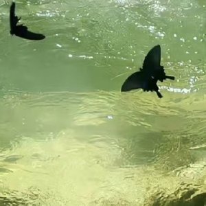 Let's Fall in Love for the Night