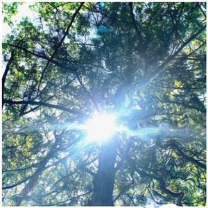 пойдем же домой