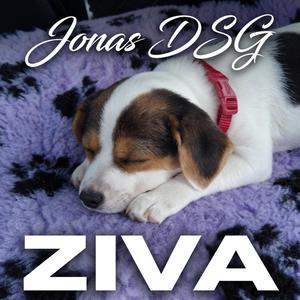 Ziva räddade husse