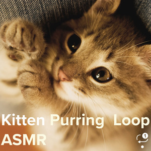 Kitten Purring Loop Asmr
