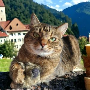 Katzenkönigin des Internets