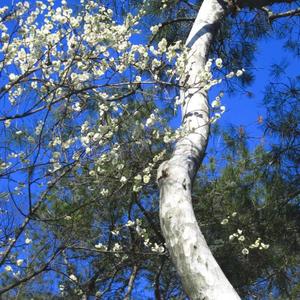 呼吸决定（0.9x）