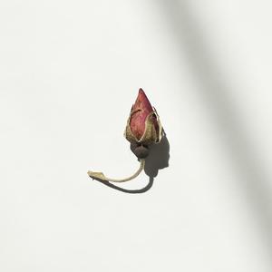 再也没有你（inst.）