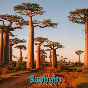 Baobabs