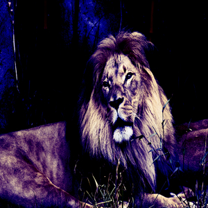Apex Predator (Extended Mix)