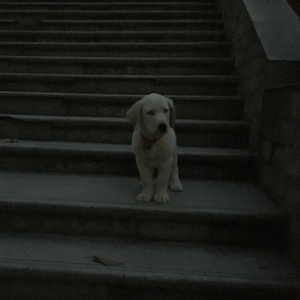 he has gone to……