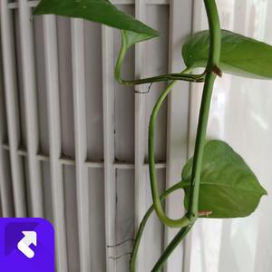 这美好的画面 (现场)