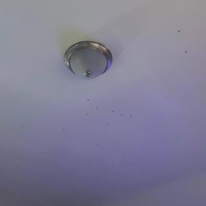 Counting the ladybugs on my ceiling