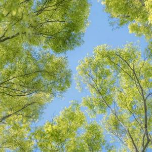 竹林风吟混合鸟啼专注力提升曲