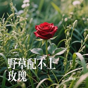 野草配不上玫瑰 (Cover 烟嗓船长)