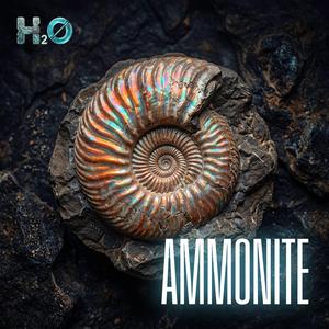 Ammonite