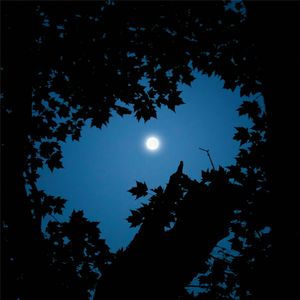 我习惯伪装在黑夜里（纯音乐）