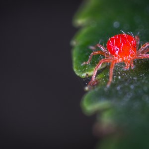 Red Spider