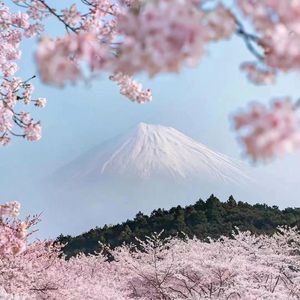 樱花轻语