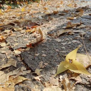 秋天我在半红的枫叶下懒得轻舞飞扬
