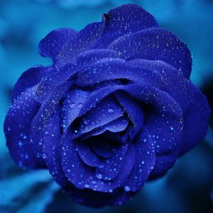 茉莉花