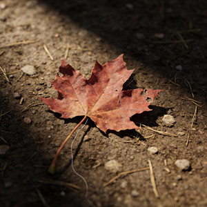 落叶归根（深情版）