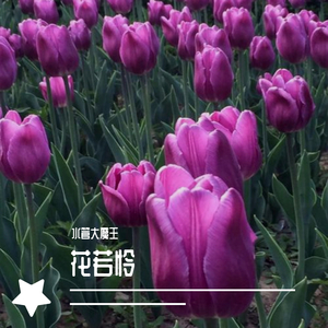 花若怜