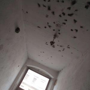 лежать, принцесса!