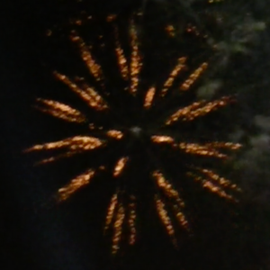 金色蒲公英 (demo)