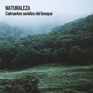 Noche de relajación suave