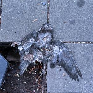 Faye Valentine (Instrumental)