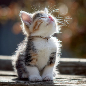 やっぱり猫が好き