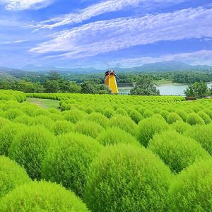 半截缘份