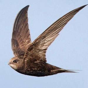 卷珠帘（女声）