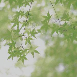 小时光（治愈八音盒）