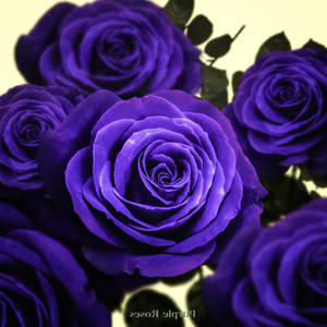 사랑하자 오늘만