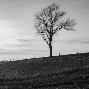 The Sadness of Beauty