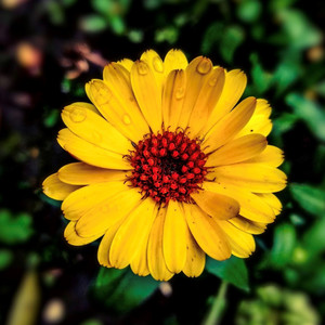 금잔화 Calendula