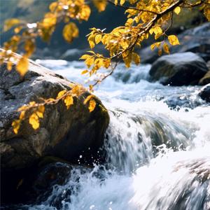 养生音乐 五音治愈