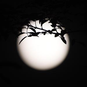 你看你看月亮的脸（撕裂版）