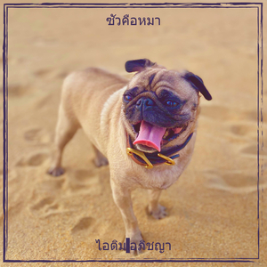 ซัวคือหมา