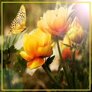 위로를 위한 소나타 (투명한 기억)