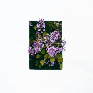 bloom