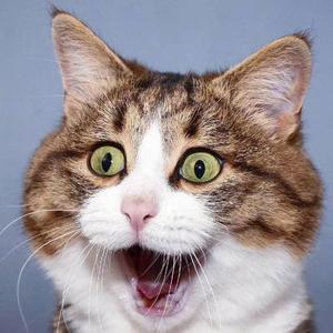 群星-十大劝（音乐人军鸽 remix）