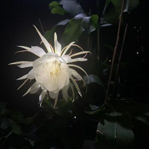 初开便败（prod.by Morrow)