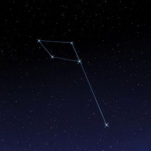 Delphinus