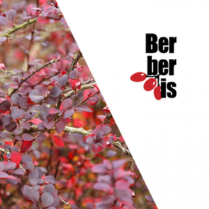 French Kiss (Original Mix)