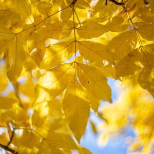 秋日店铺（门店纯音乐）