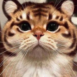 风里的飞扬之旅