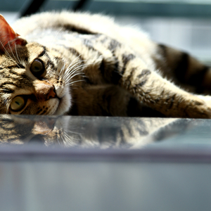 姑娘啊（Cover 赵烁）