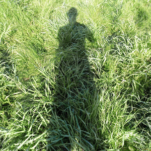 Анимешница